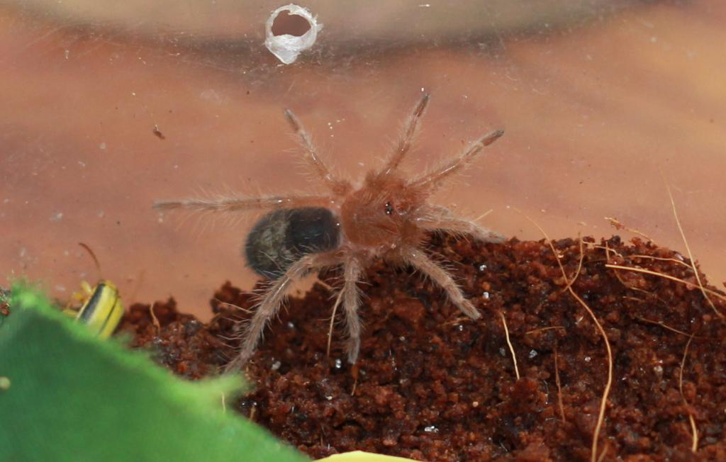 Grammostola pulchripes 1cm