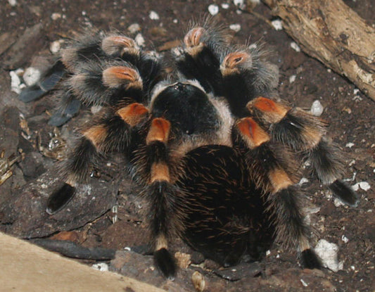 Brachypelma smithi 7.5 female