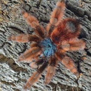 Caribena Versicolor 8cm