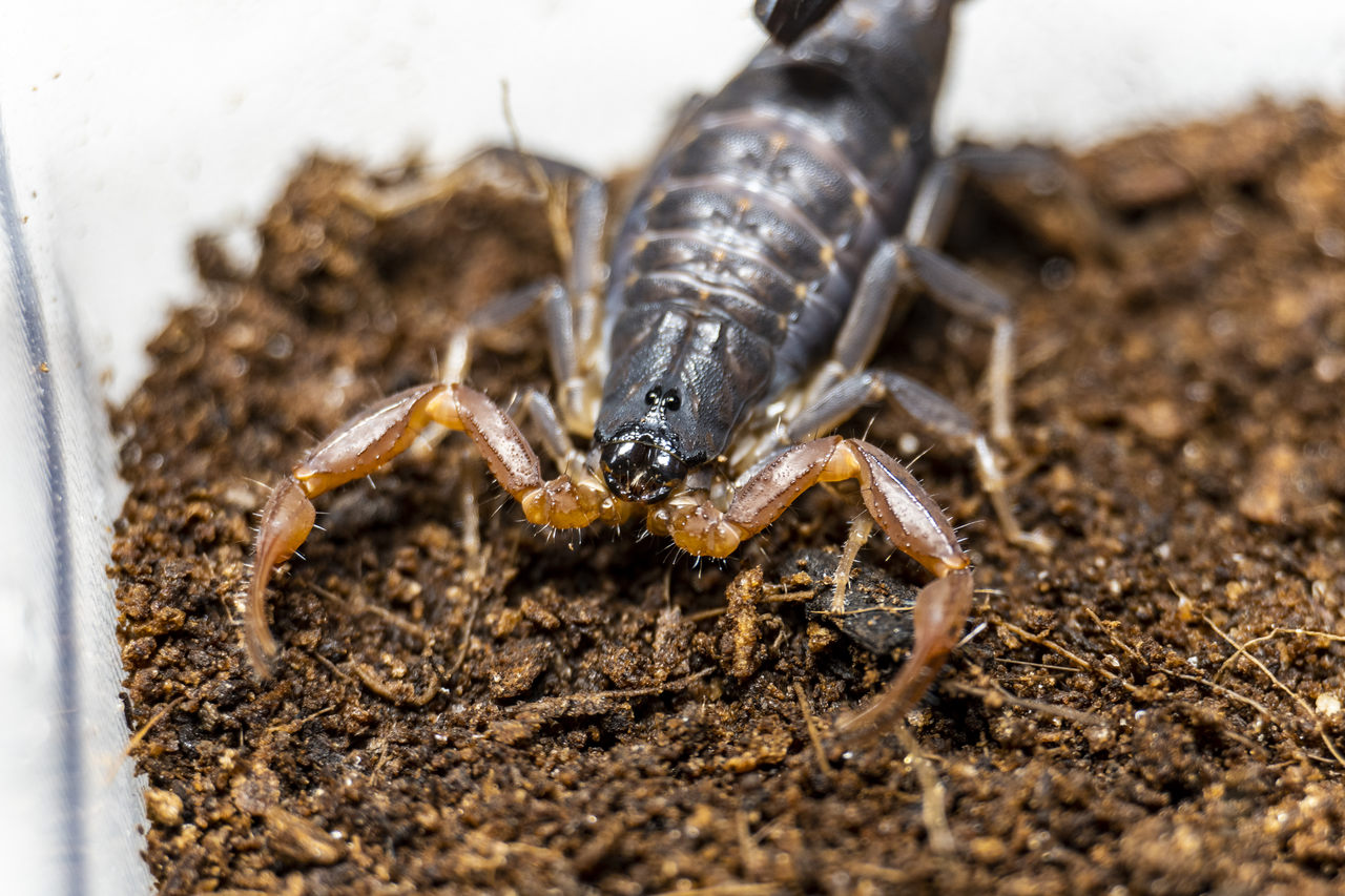 Janalychas Tricarinatus L2/L3 (1CM)