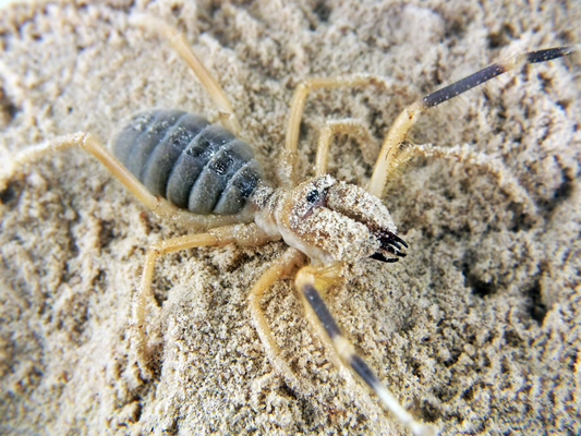 Solfuga Galeodes granti 4BL