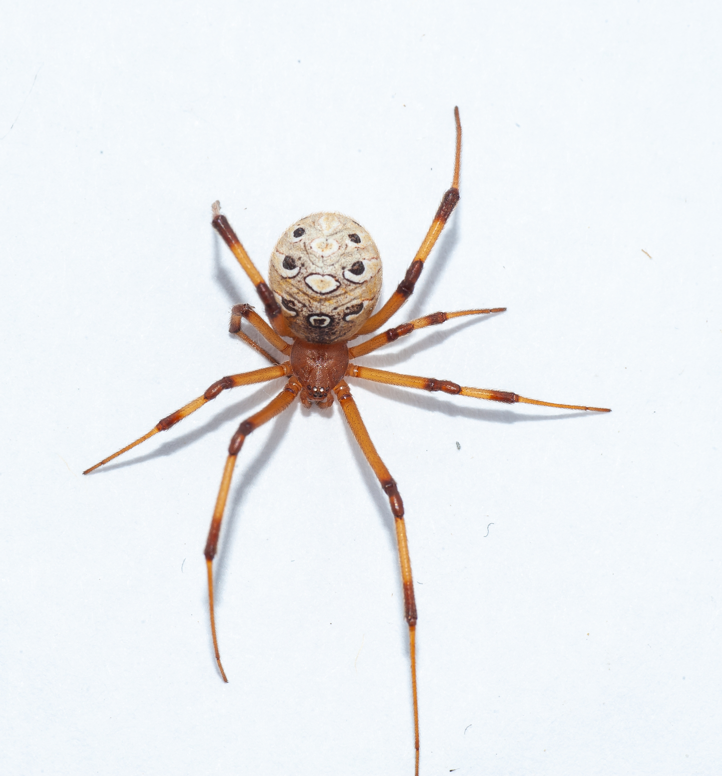 Latrodectus geometricus female 4/5fh (1cm)