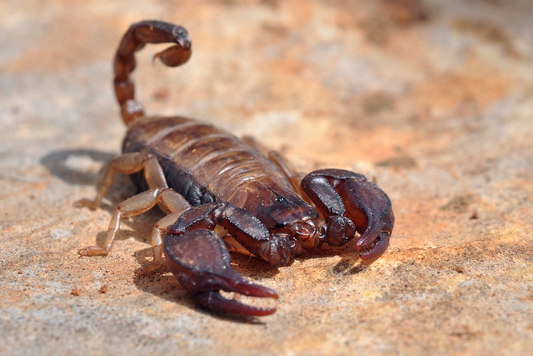 Euscorpius tergestinus female adult