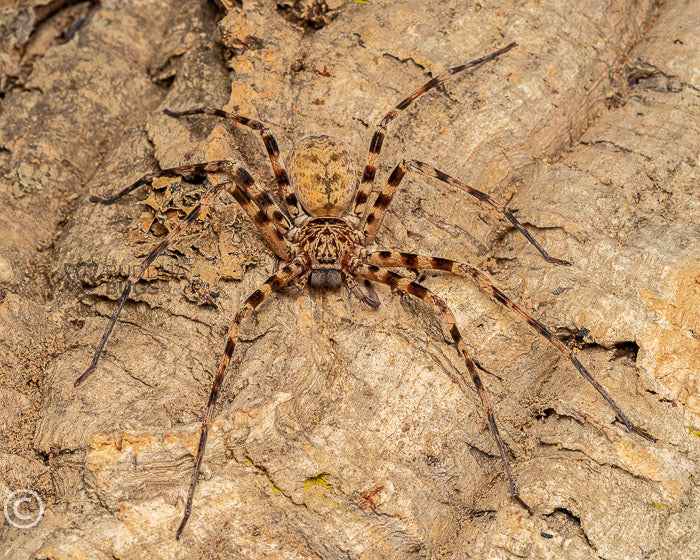 Heteropoda sp. Thai caves L2/3