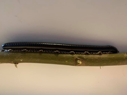 Thyropygus sp. 1 – Giant millipede “Malaysia”