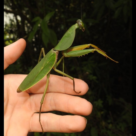 Rhombodera basalis ( Malaysian Hood Mantis ) L1/L2
