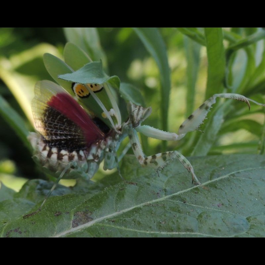 Creobroter nebulosa ( Indian flower mantis )L4/L5