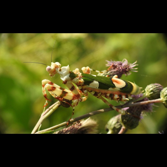 Chlidonoptera lestoni L1/L2