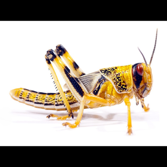 Locusta migratoria 3-4cm