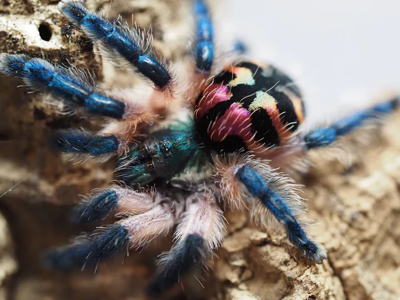 Typhochlaena seladonia female adult 4,5 cm