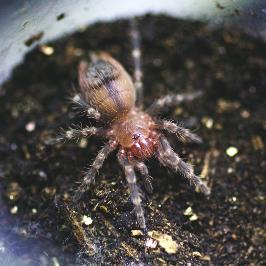 Acanthoscurria geniculata (1.5cm)