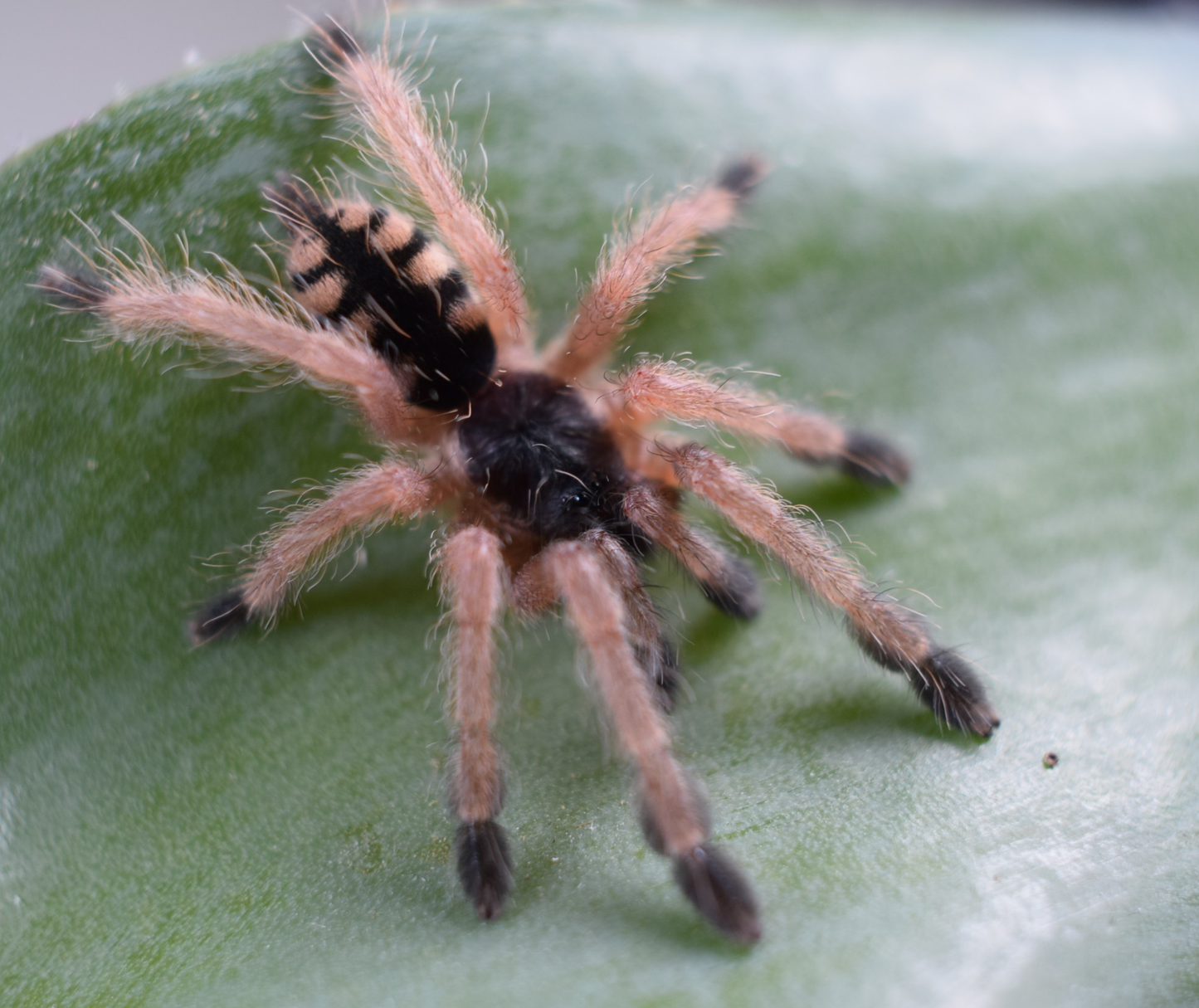 Amazonius germani (ex P. gigas) i2