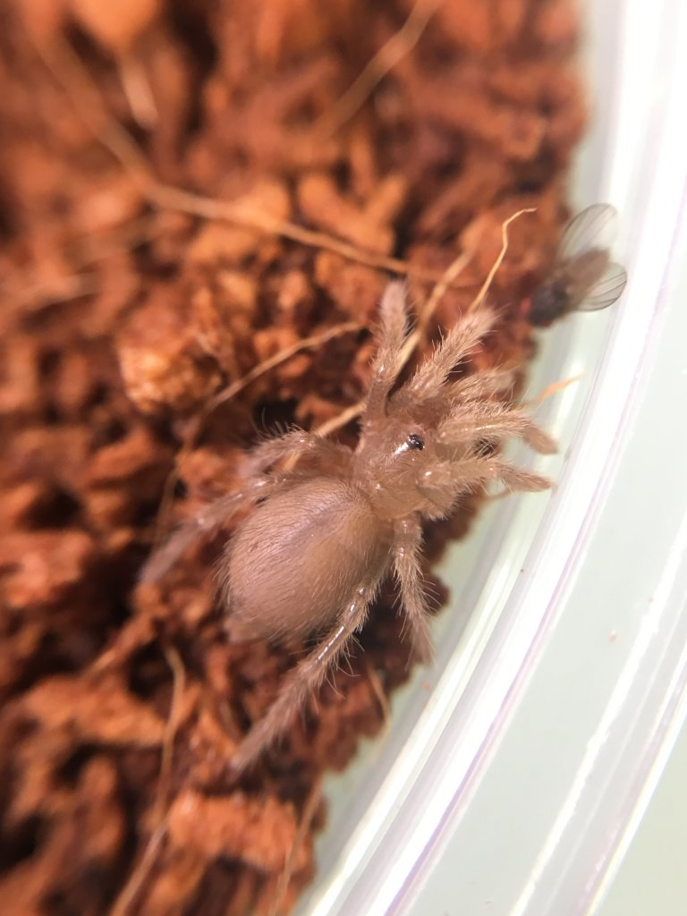 Aphonopelma anitahoffmannae (1cm)