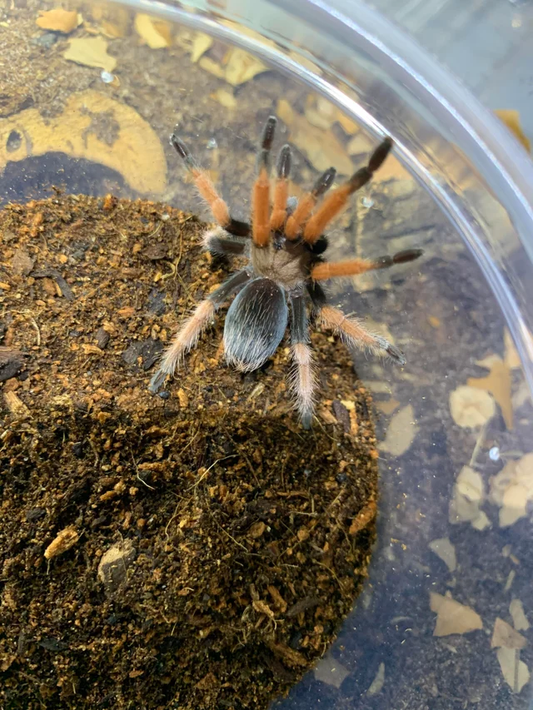 Aphonopelma bicoloratum 0,75-1cm