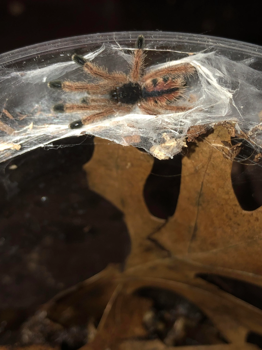 Avicularia juruensis MT2 i1-i2