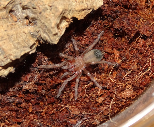 Aphonopelma chalcodes (1cm)