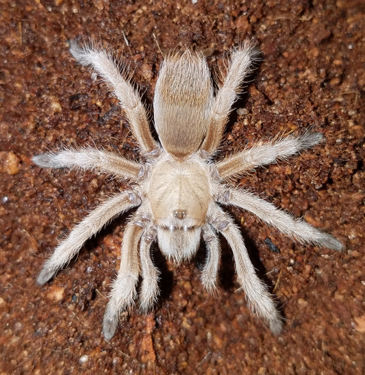 Aphonopelma moderatum (0.5cm)