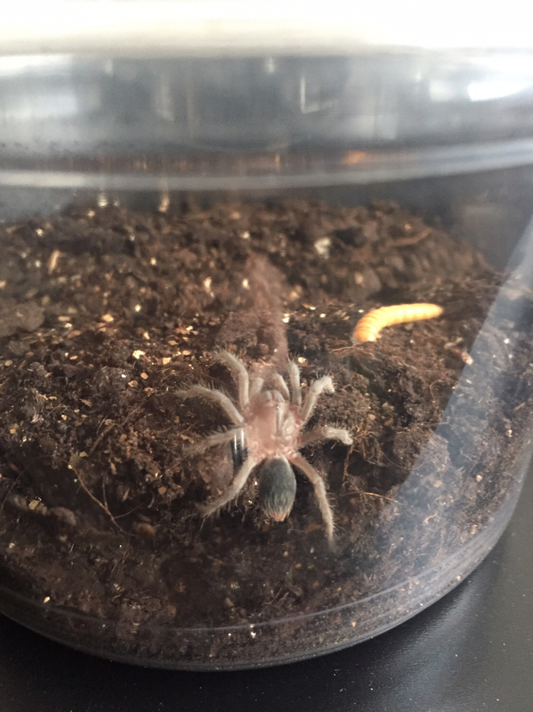 Aphonopelma seemanni blue (1.5cm)