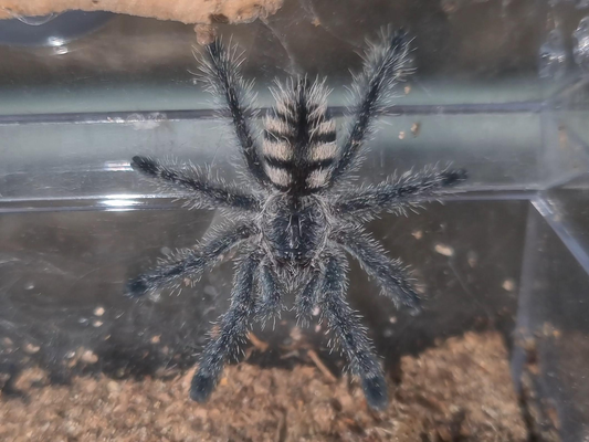 Avicularia bicegoi (2cm)