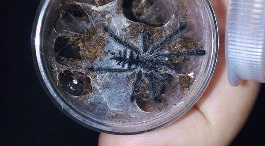 Avicularia purpurea (1cm)