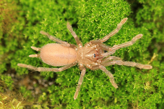 Birupes simoroxigorum (1.5cm)