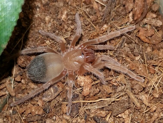 Brachypelma albiceps (1.5cm)