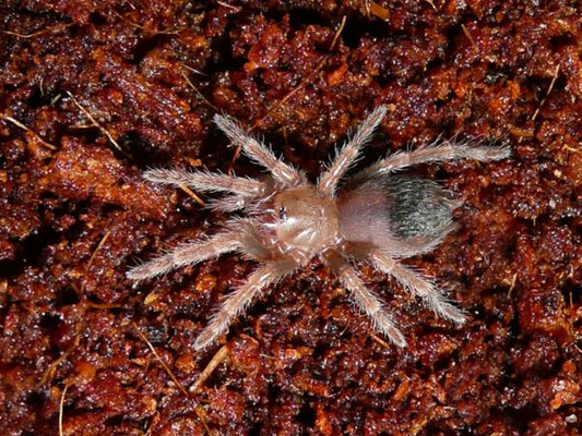 Brachypelma boehmei (1cm)