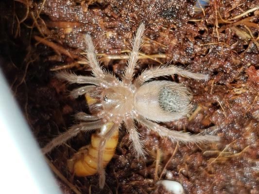 Brachypelma klaasi (1.5cm)