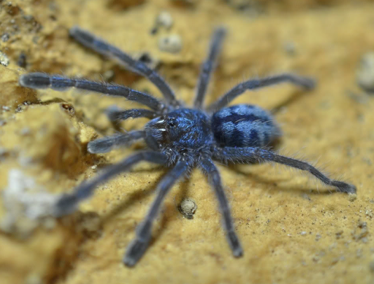 Caribena laeta (1.5cm)