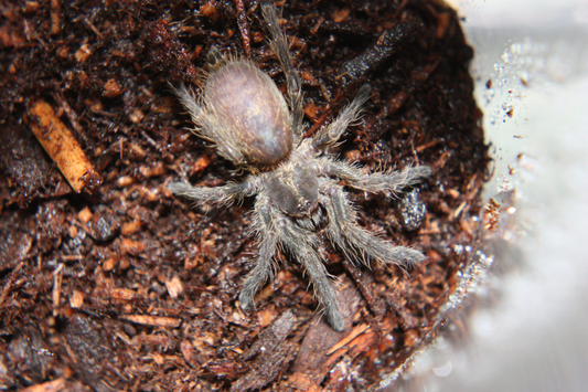 Ceratogyrus darlingi (1.5cm)