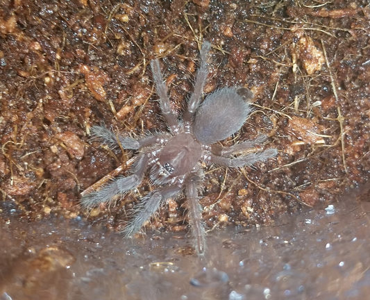 Chilobrachys fimbriatus (1.5cm)