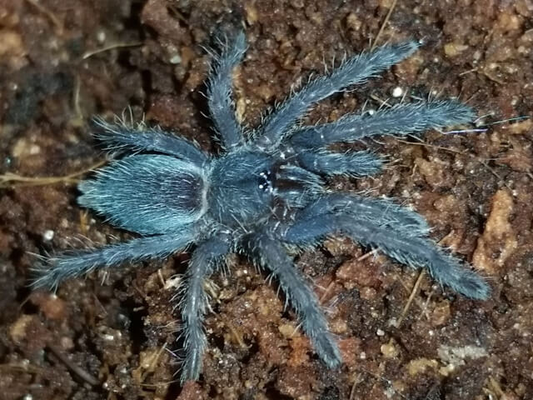 Chilobrachys sp Vietnam blue 1,5cm-2cm