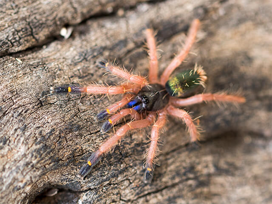 Ephebopus cyanognathus (1cm)