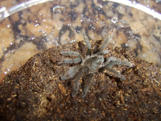 Hysterocrates gigas (3cm)