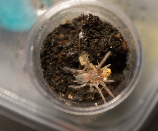 Lasiodora parahybana (1cm)