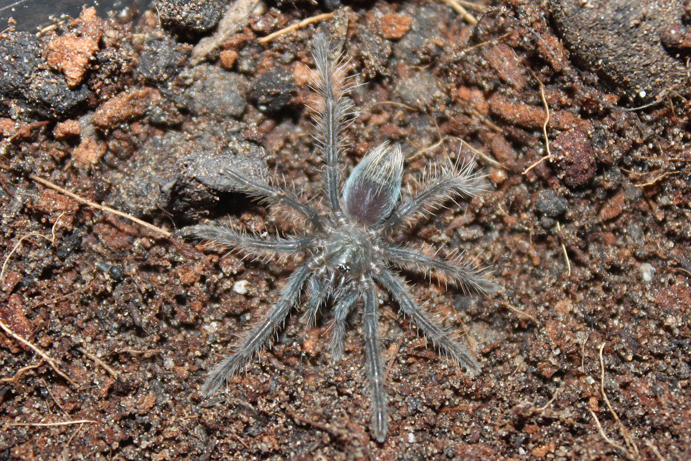 Phormictopus auratus (1.5cm)