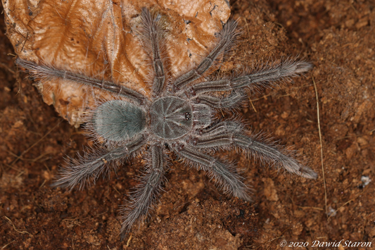 Theraphosa blondi (3.5cm)