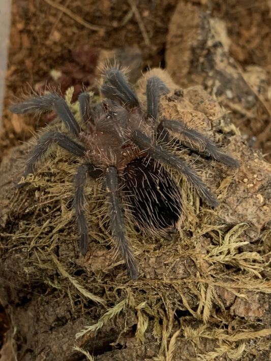 Tliltocatl albopilosum Nicaragua (2cm)