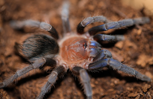 Aphonopelma crinirufum Female + Male (4cm)