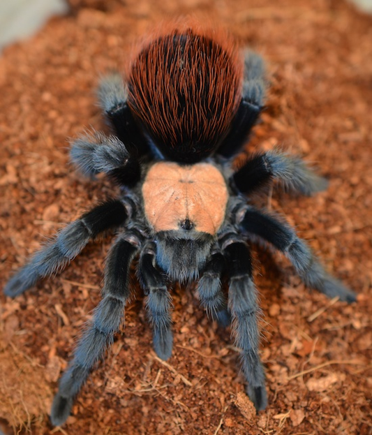 Brachypelma albiceps Female + Male (4.5cm)