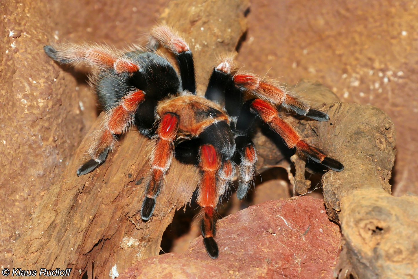 Brachypelma boehmei Female + Male (5cm)