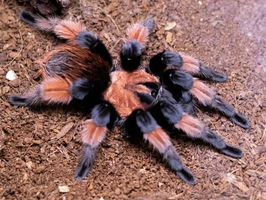 Brachypelma emilia Female + Male (4.5cm)