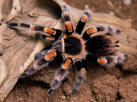 Brachypelma hamorii Female + Male (5.5cm)