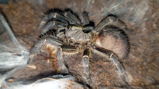 Ceratogyrus darlingi Female + Male (4.5cm)