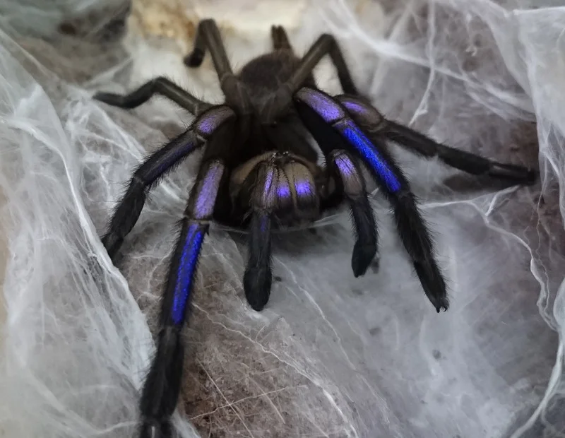 Chilobrachys sp electric blue Female (6cm)