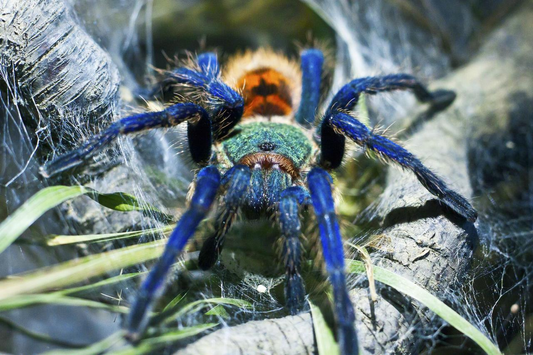 Chromatopelma cyaneopubescens Female + Male (6.5cm)