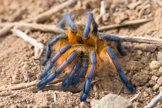 Harpactira pulchripes Female + Male (4.5cm)