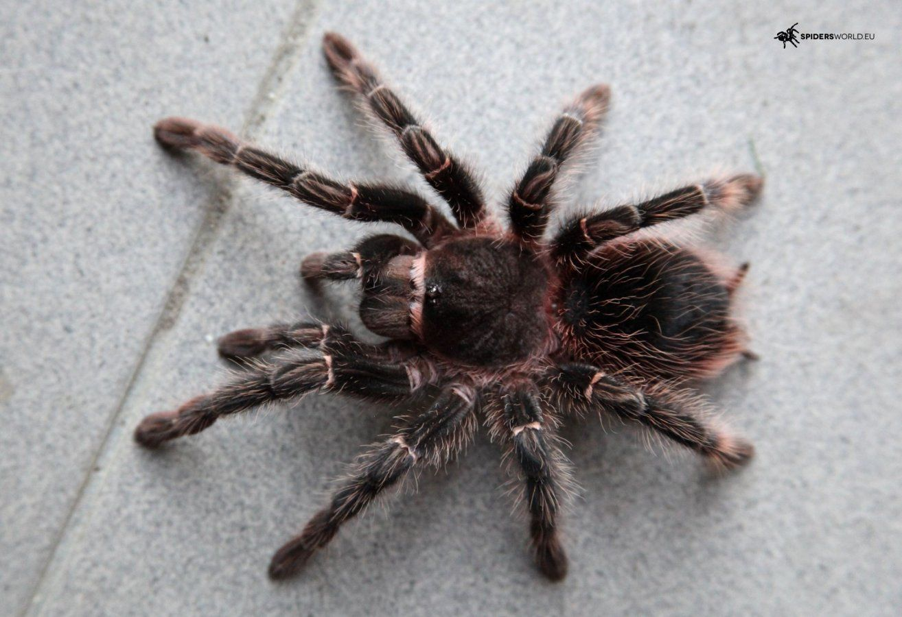 Lasiodora parahybana Female (7cm)