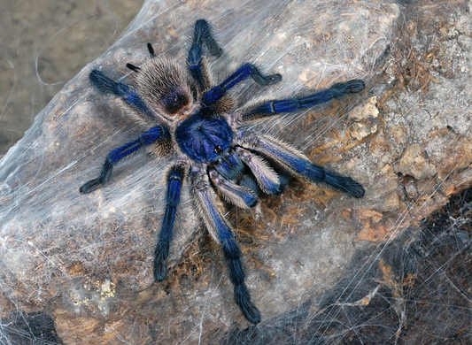 Monocentropus balfouri Female (8.5cm)