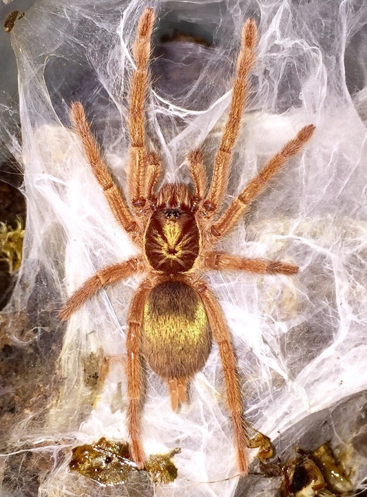 Neoholothele incei gold Female (4cm)